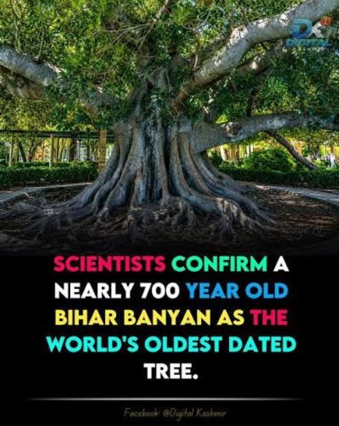 A banyan tree (Ficus benghalensis) in Munger, Bihar, has been identified as the world’s oldest accurately dated banyan tree